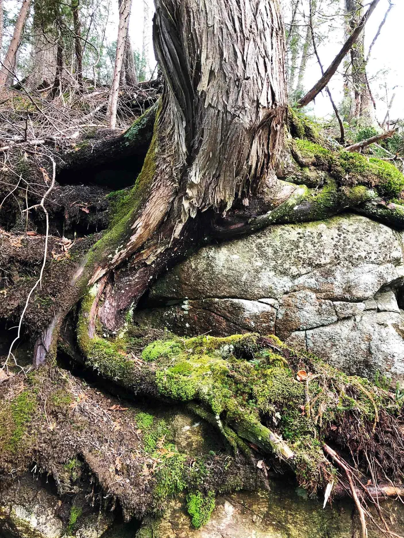 Dans l'Escarpement